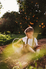 Toddler boy in vintage outfit with oranges in an orange grove
