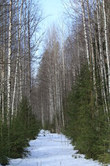 Old roads in birch forests in spring