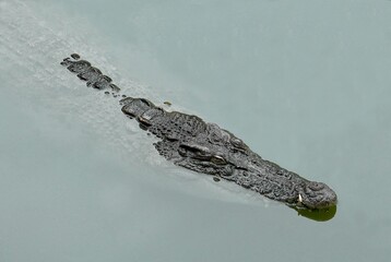 Close-up of a large alligator floating in the water with large eyes