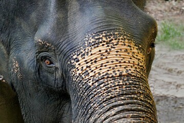 Close-up of a large elephant