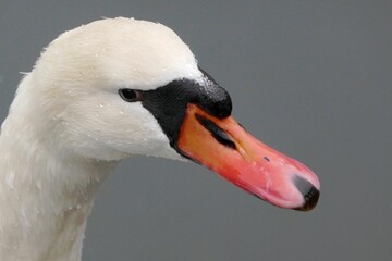 Close-up of a head of a white swan