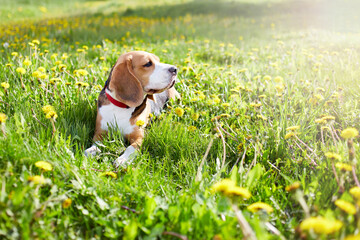 A beagle dog lies on the green grass in a summer meadow with dandelions. It's a hot sunny day.