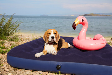 A beagle dog is lying on an air mattress on the beach by the sea.