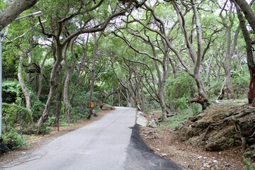 Road with winding trees