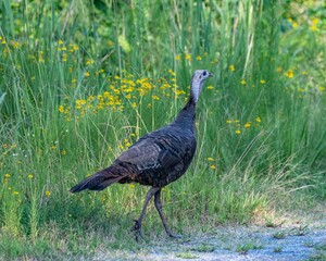 Closeup shot of a wild turkey on a grassy field
