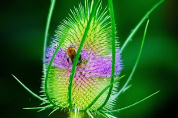 Macro of a bee collecting nectar from a thistle plant