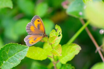 Brown hedge brown (Pyronia tithonus) butterfly rests atop a lush patch of plants