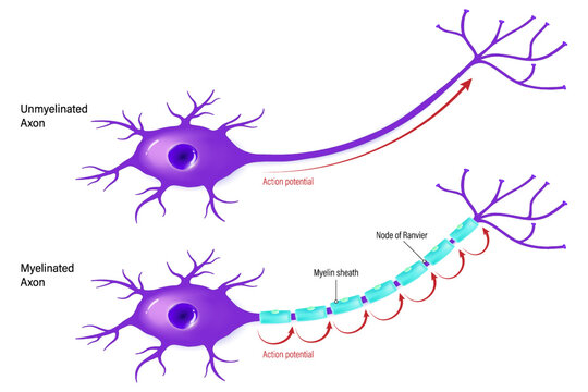 Difference between continuous conduction and saltatory conduction. Action potential vector. Unmyelinated axon and Myelinated axon.