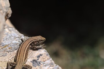 Lizard perched atop a rocky outcropping in a cave, surrounded by lush greenery