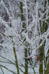 Growing tree with frozen branches