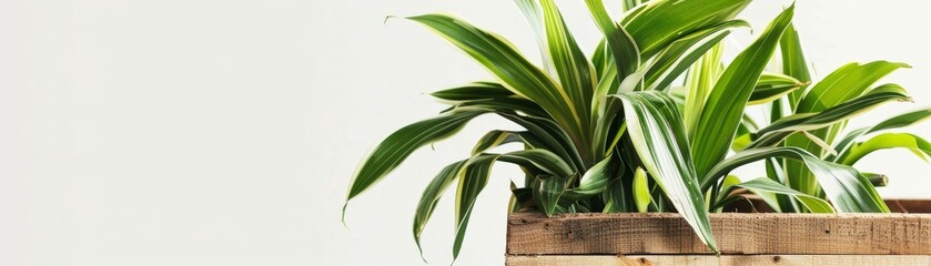 Isolated vector of a vibrant houseplant in a reclaimed wooden planter, zero-waste ethos