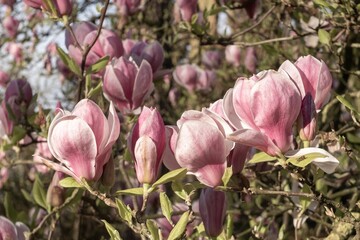 flowering magnolia bush in spring