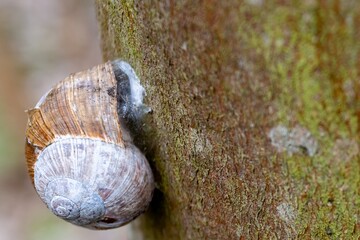 snail with snail shell on tree bark