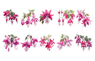 Set of flowers collection