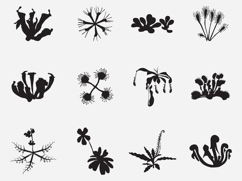 set of carnivorous plants silhouette vector illustration isolated on white background.Set of vector botanical decorative elements in black and white