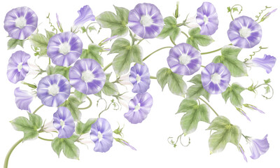 水彩で描いた紫のあさがお