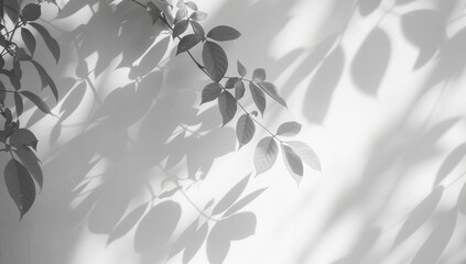 Abstract white background with shadow of tree leaves on the wall, blurred background