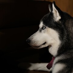 Siiberian husky on a dark background