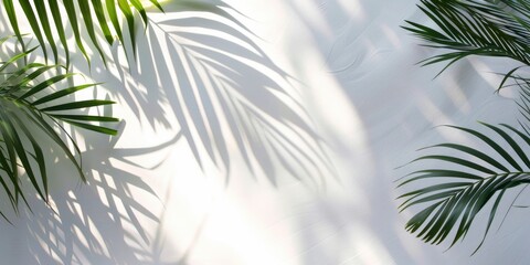 White background with shadows of palm leaves, tropical feel for travel marketing visuals. White background with shadows of palm leaves, tropical feel for travel marketing visuals.