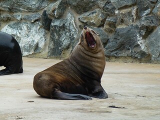 Fototapeta premium Weddell seal lying on the ground with its mouth open in a wide yawn