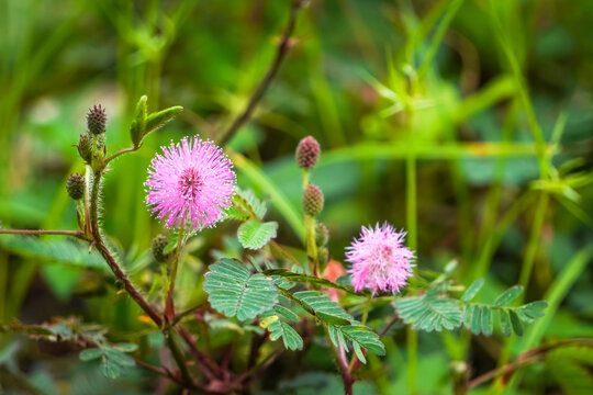 Mimosa pudica also called sensitive plant, sleepy plant, action plant, touch-me-not or shameplant. This plants leaves can fold inward and droop. Concept for biology