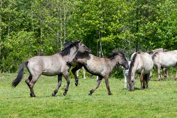 Herd of horses galloping freely across a lush green meadow