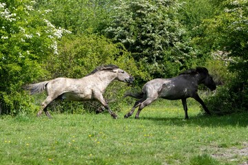 two horses are fighting each other in a field near trees