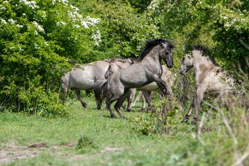 Image of a herd of horses running across a sun-drenched field