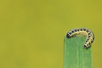 Larvae of large white butterfly 