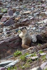 Adorable small Hoary marmot on the side of a grassy hill