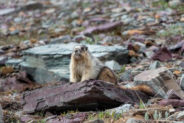 Adorable small Hoary marmot on the side of a grassy hill