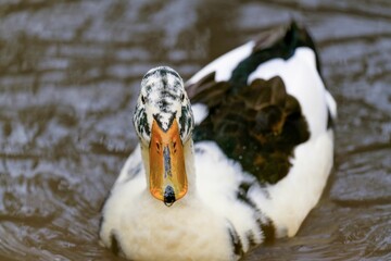 Close-up shot of an Ancona duck swimming gracefully in a serene body of water