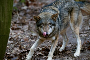 Gray wolf standing atop a wooden stump in a grassy meadow