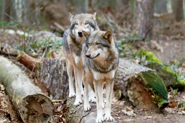 Wolves standing atop a wooden stump in a grassy meadow