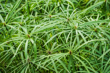 Cyperus alternifolius or umbrella papyrus. Cultivated as an ornamental plant and planted in gardens...