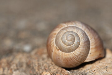 close up of a snail in nature