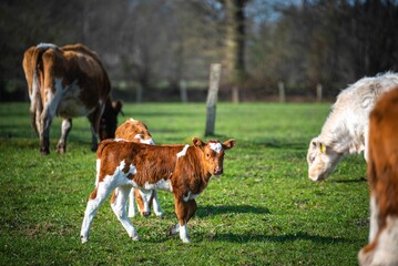 Beautiful brown and white cow stands in a lush green field on a sunny day