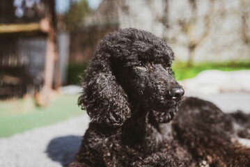 Portrait of a black poodle sprawled out surrounded by lush green trees in a park-like setting