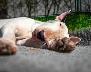 Portrait of a Bull Terrier sprawled out surrounded by lush green trees in a park-like setting
