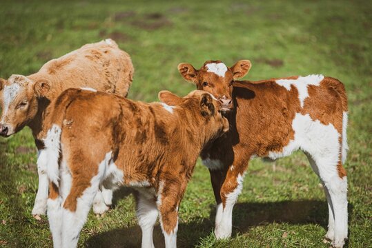 Young brown cows standing in a lush green grassy field side by side