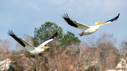Two pelicans flying together with their wings spread over a grassy field