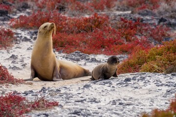 Fototapeta premium California Sea Lions on a sandy landscape with surrounding desert flora in a vivid red hue