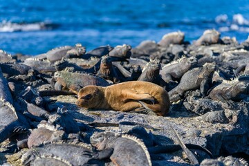 Adorable harp seal pup snoozing near a rocky shoreline by the sea