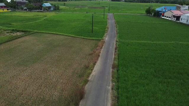View of the paved road at the edge of the rice fields in the morning