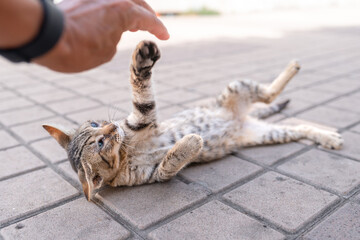 wild gray tabby cat interacts with a woman