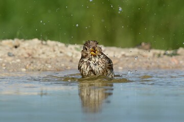 Corn bunting bird in a pond.