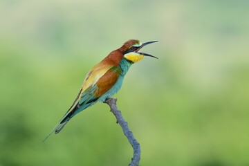 European bee-eater bird perched on a tree branch with its beak open.