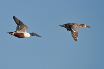 Two ducks floating through a clear, blue sky.