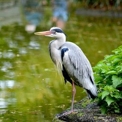 Closeup of a Grey heron  perched on a rocky surface in a lush green near tranquil water