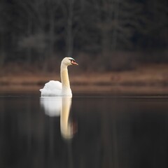Majestic white swan is gliding gracefully across a tranquil lake.